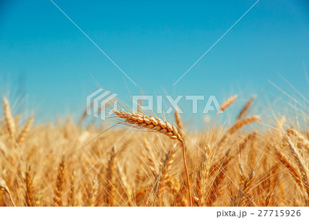 Gold wheat field and blue sky. Beautiful ripe Gold wheat field and blue sky. Beautiful ripe 27715926