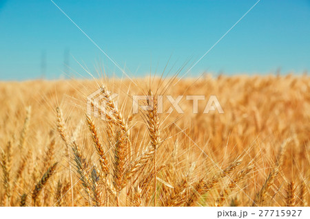 Gold wheat field and blue sky. Beautiful ripe Gold wheat field and blue sky. Beautiful ripe 27715927