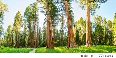 Grove with giant pine tree forest panorama Grove with giant pine tree forest panorama 27716043