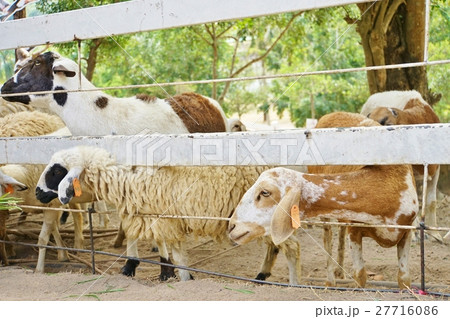 羊、ひつじ、未(Sheep)、動物園(Zoo)、サファリ(Safari) 羊、ひつじ、未(Sheep)、動物園(Zoo)、サファリ(Safari) 27716086