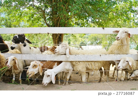 羊、ひつじ、未(Sheep)、動物園(Zoo)、サファリ(Safari) 羊、ひつじ、未(Sheep)、動物園(Zoo)、サファリ(Safari) 27716087