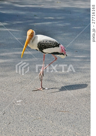 年賀状酉年、鳥、鳥類、動物園、カオ・キアオ動物園 年賀状酉年、鳥、鳥類、動物園、カオ・キアオ動物園 27716168