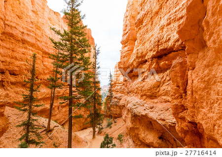 Pine trees in sandstone canyon Pine trees in sandstone canyon 27716414
