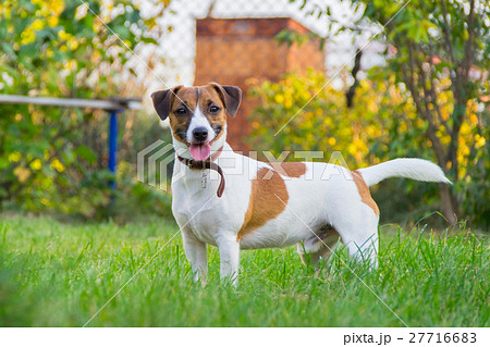 Dog breed Jack Russell Terrier on the lawn 27716683