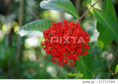 夢の島熱帯植物館の赤い花 サンタンカの写真素材