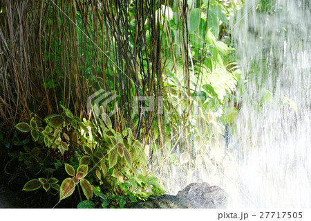 飛沫を浴びる観葉植物・ムーンバレー 27717505