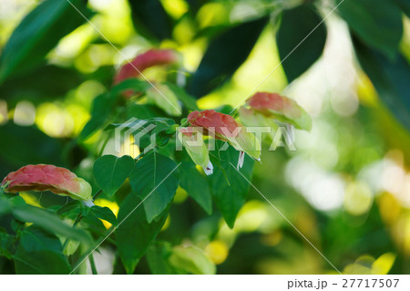 小海老草の花 27717507