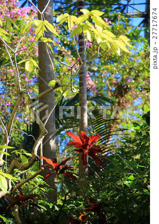 夢の島熱帯植物館のカラフルな熱帯植物 27717674