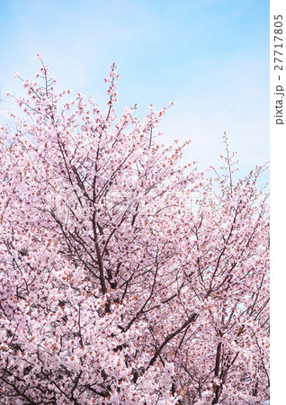 桜(ハイキー) 桜(ハイキー) 27717805