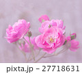 Pink garden roses branch 27718631