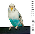 budgerigar on white background 27718633