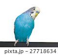 budgie on a white background 27718634