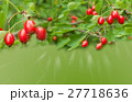 Green background with berries of hawthorn 27718636