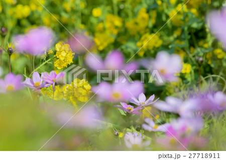 満開の菜の花とコスモス 満開の菜の花とコスモス 27718911