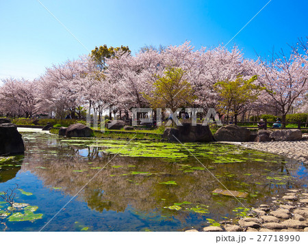 深北緑地の桜 深北緑地の桜 27718990