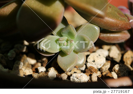 グラプトペダルム／ブロンズ姫 27719167