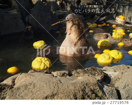 伊豆サボテン公園カピパラの温泉入浴 伊豆サボテン公園カピパラの温泉入浴 27719576