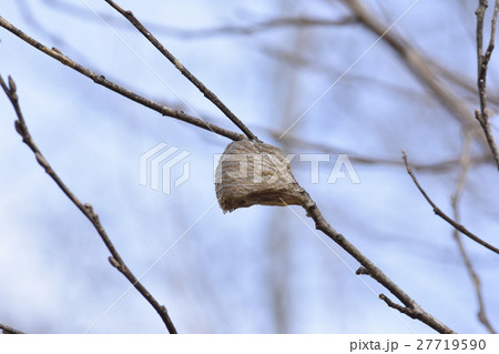 蟷螂の卵 27719590