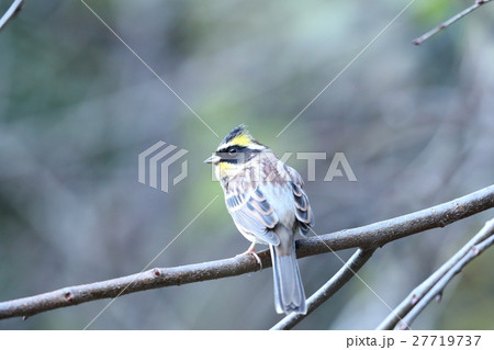 ミヤマホオジロ 27719737
