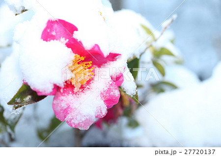 雪と山茶花 雪と山茶花 27720137