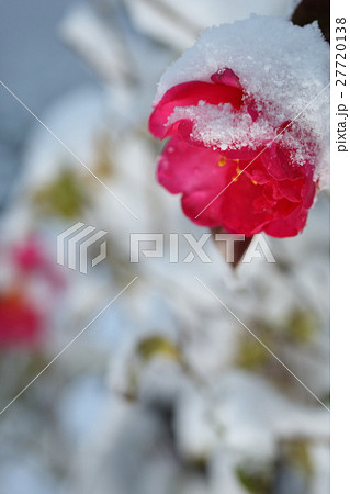 雪と山茶花 雪と山茶花 27720138