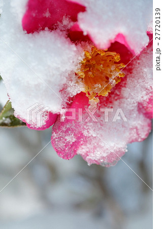 雪と山茶花 27720139