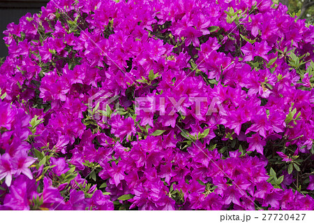 一面の躑躅満開 27720427