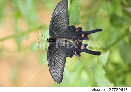 クロアゲハ 27720613