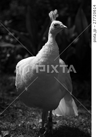 白いクジャク 27720614