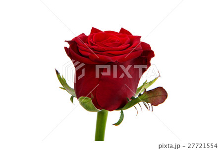 red rose red rose 27721554