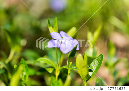 Periwinkle flower growing 27721625