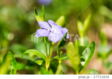 Periwinkle flower growing 27721626