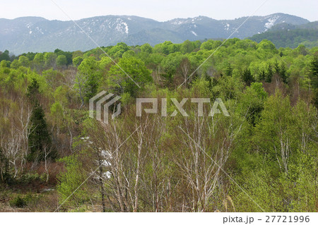 ブナ若葉 駒止湿原 ブナ若葉 駒止湿原 27721996