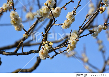 白梅（偕楽園／茨城県水戸市見川） 27722445