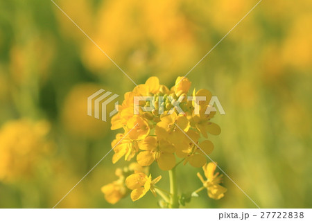 春の菜の花 春の菜の花 27722838