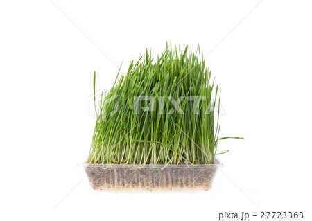 wheat grass 27723363