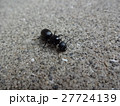 クロヤマアリ女王 27724139
