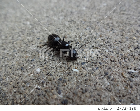 クロヤマアリ女王 27724139