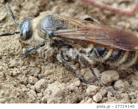 ヒメハラナガツチバチ 27724140