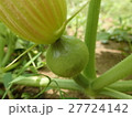 カボチャの花 27724142