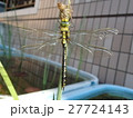 クロスジギンヤンマの羽化 27724143