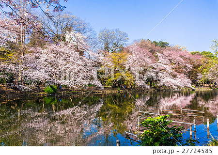 桜満開の井の頭公園 桜満開の井の頭公園 27724585