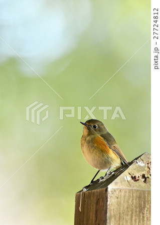 ルリビタキの雌 ルリビタキの雌 27724812