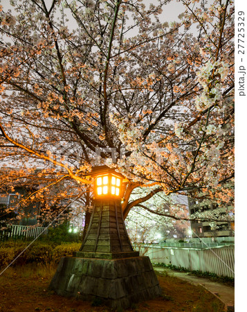 夜桜 夜桜 27725329