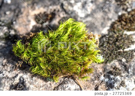Close-up of beautiful moss 27725369
