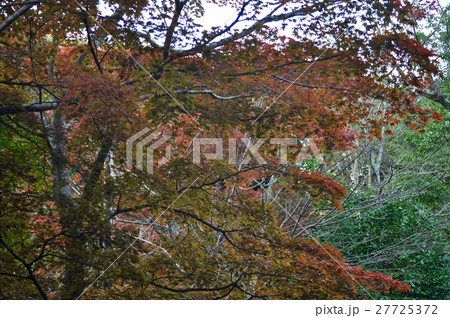 鎌倉源氏山公園の写真 27725372