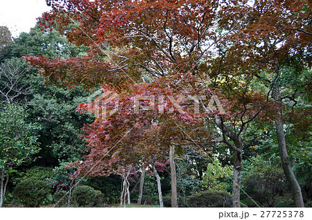 鎌倉源氏山公園の写真 27725378
