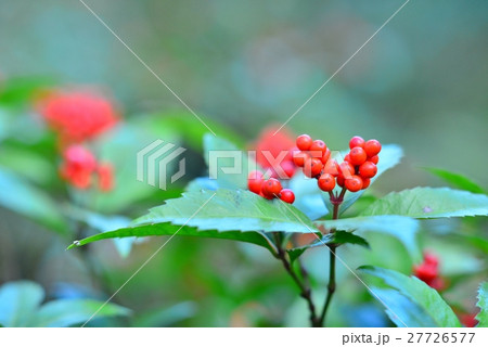 センリョウ(鎌倉・瑞泉寺) センリョウ(鎌倉・瑞泉寺) 27726577