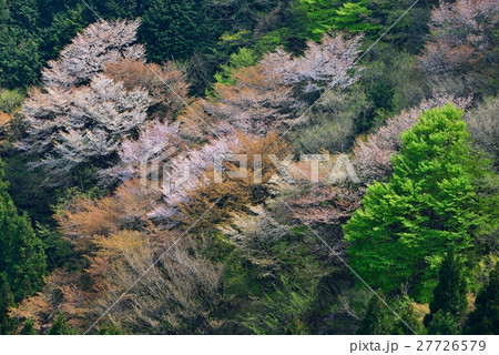 ヤマザクラ（越生町・龍ヶ谷） 27726579