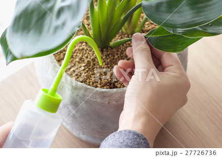 観葉植物への水やりライフスタイルイメージ素材 観葉植物への水やりライフスタイルイメージ素材 27726736